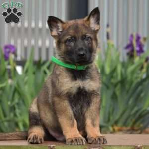 Koptan, German Shepherd Puppy